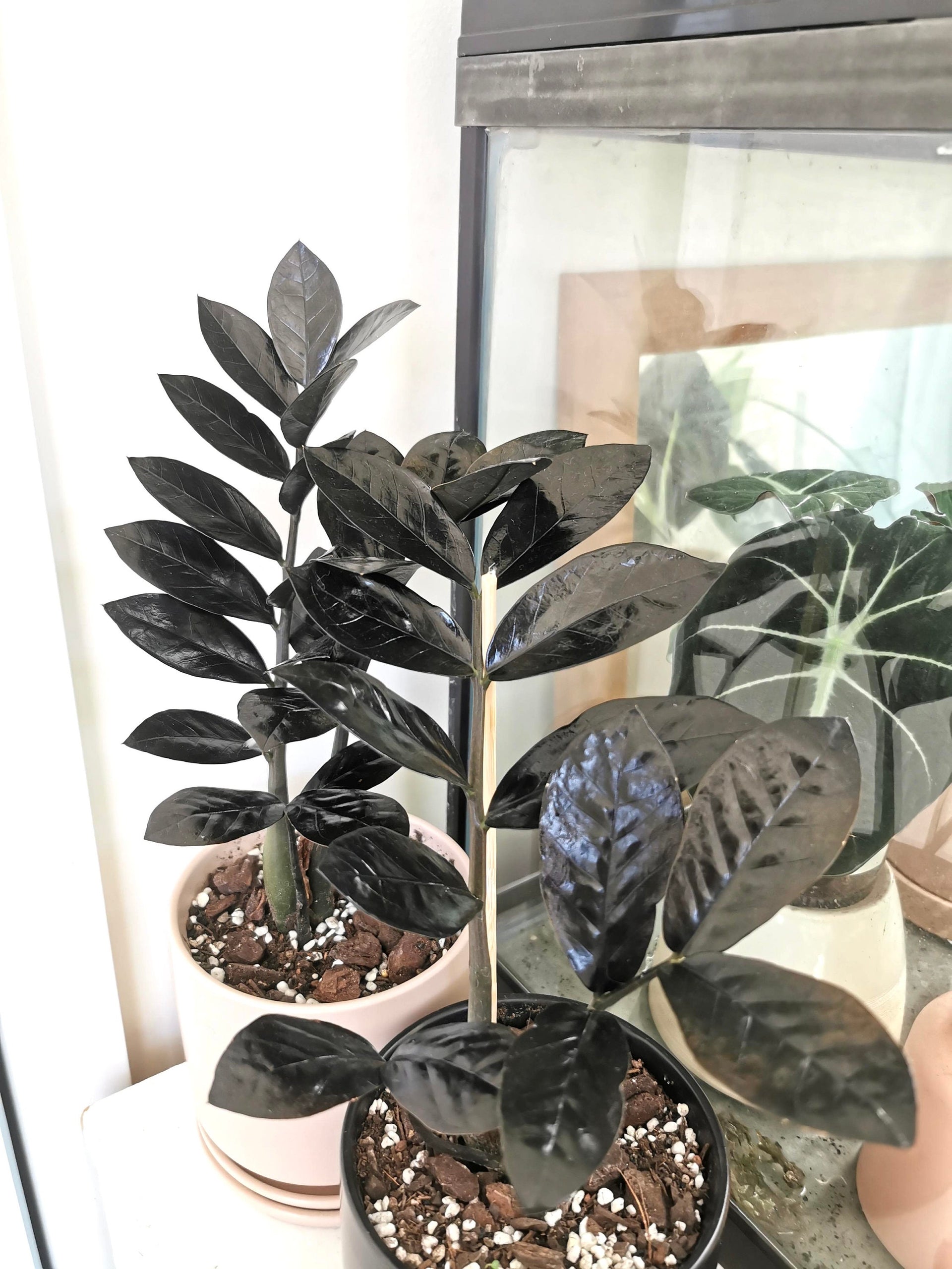 Black Nova queen ZZ starter plant **(ALL plants require you to purchas –  GoldenGreeneryCo