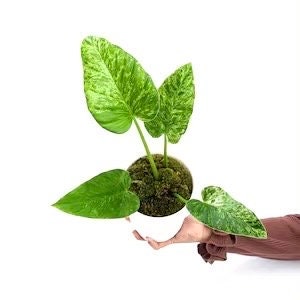 Philodendron Giganteum starter plant **(ALL plants require you to purchase ANY 2 plants!)**