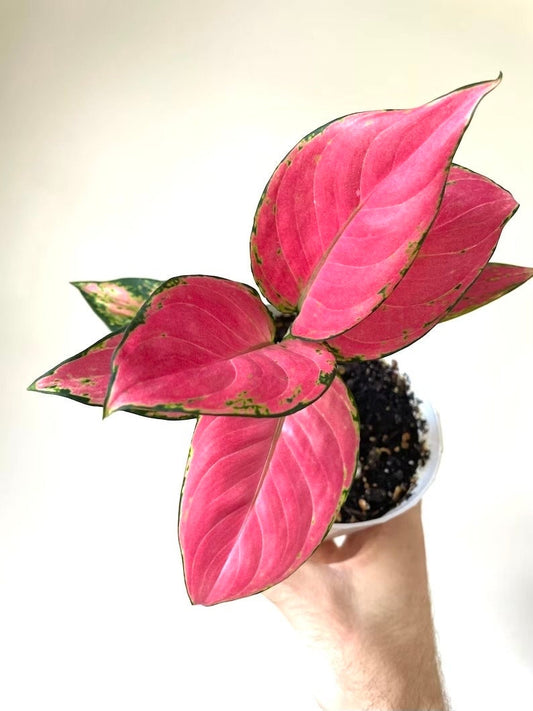 Aglaonema Lucky red starter plant **(ALL plants require you to purchase ANY 2 plants!)**