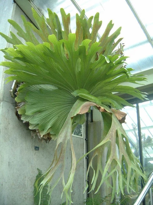 Platycerium bifurcatum Netherlands staghorn fern starter plant **(ALL plants require you to purchase ANY 2 plants!)**