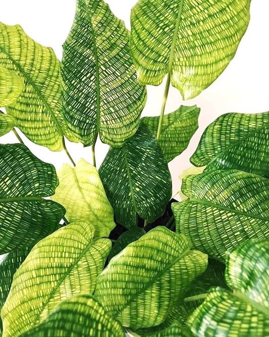 Calathea Musaica Network starter plant **(ALL plants require you to purchase ANY 2 plants!)**