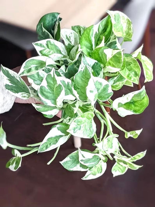 Pothos pearls and jade starter plant **(ALL plants require you to purchase ANY 2 plants!)**