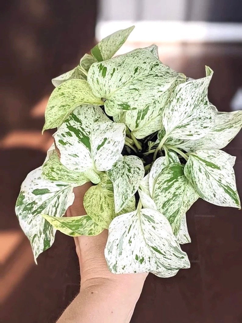 Pothos Marble Queen starter plant **(ALL plants require you to purchase ANY 2 plants!)**