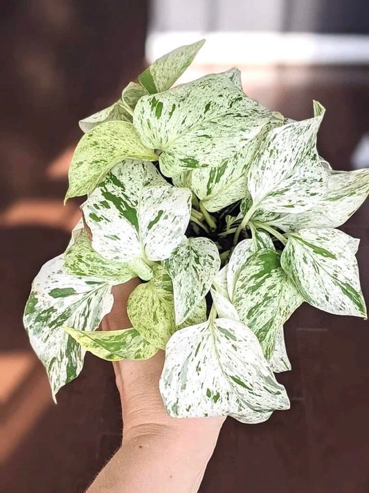 Pothos Marble Queen starter plant **(ALL plants require you to purchase ANY 2 plants!)**