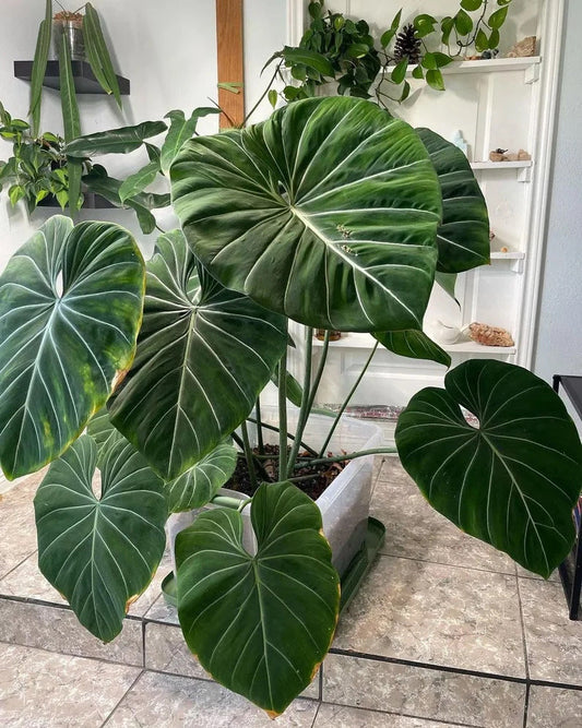 Philodendron zebra form gloriosum starter plant **(ALL plants require you to purchase ANY 2 plants!)**