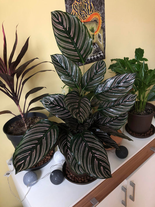 Calathea Ornata pinstripe starter plant **(ALL plants require you to purchase ANY 2 plants!)**