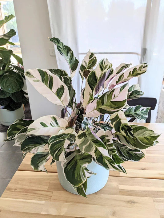 Calathea White fusion 4” plant **(ALL plants require you to purchase ANY 2 plants!)**