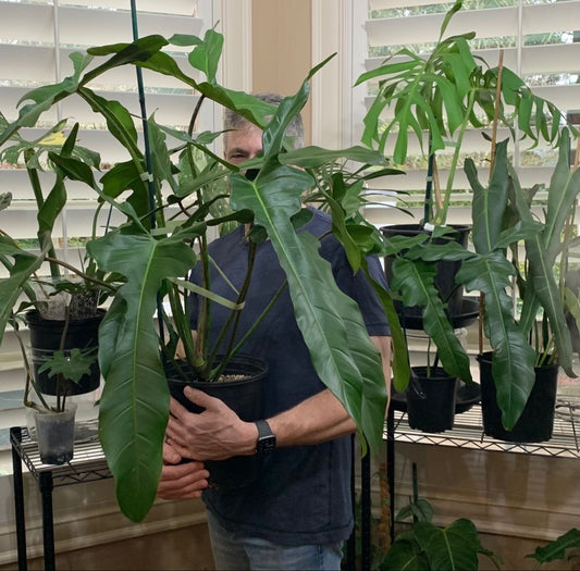 Philodendron Lelano miyano starter plant **(ALL plants require you to purchase ANY 2 plants!)**