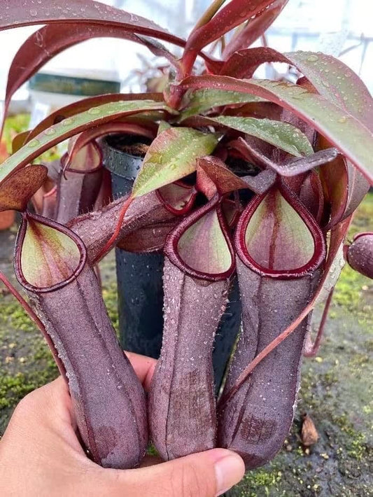 Nepenthes Rebecca soper starter plant **(ALL plants require you to purchase ANY 2 plants!)**