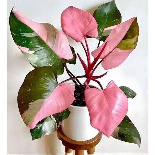 Philodendron pink princess XL plant **(ALL plants require you to purchase ANY 2 plants!)**