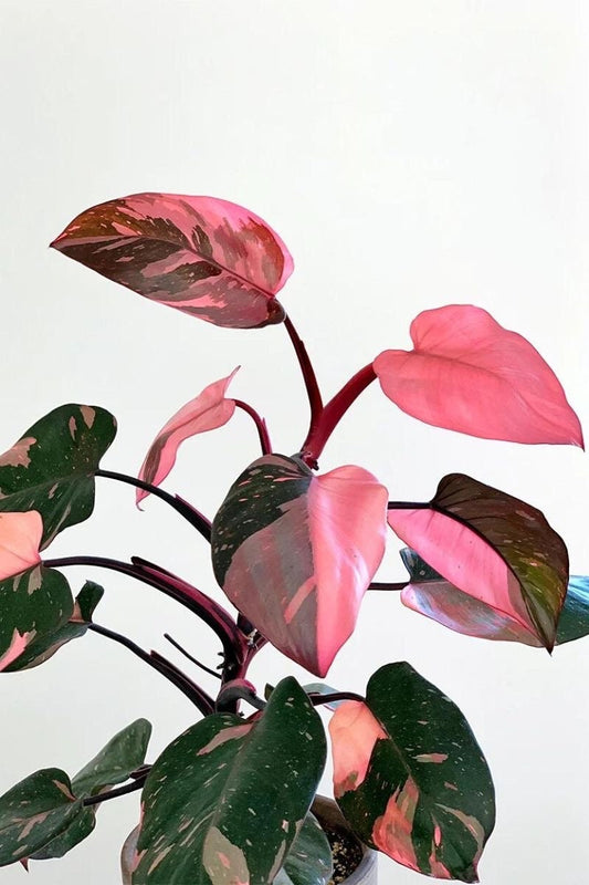 Philodendron Pink princess highly variegated XL plant **(ALL plants require you to purchase ANY 2 plants!)**