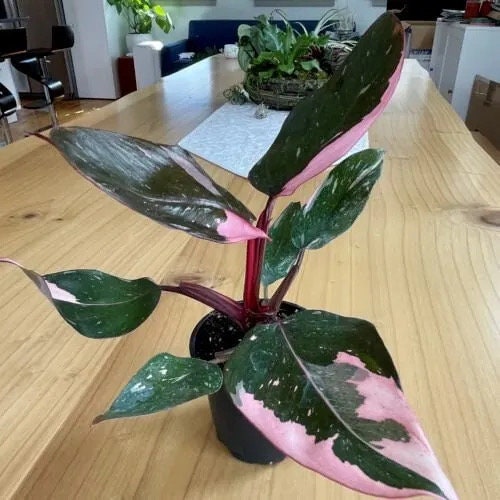 Philodendron pink princess starter plant **(ALL plants require you to purchase ANY 2 plants!)**