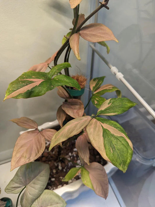 Syngonium pink splash (Americano form) starter plant **(ALL plants require you to purchase ANY 2 plants!)**