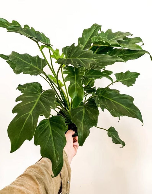 Philodendron Deja Vu starter plant **(ALL plants require you to purchase ANY 2 plants!)**