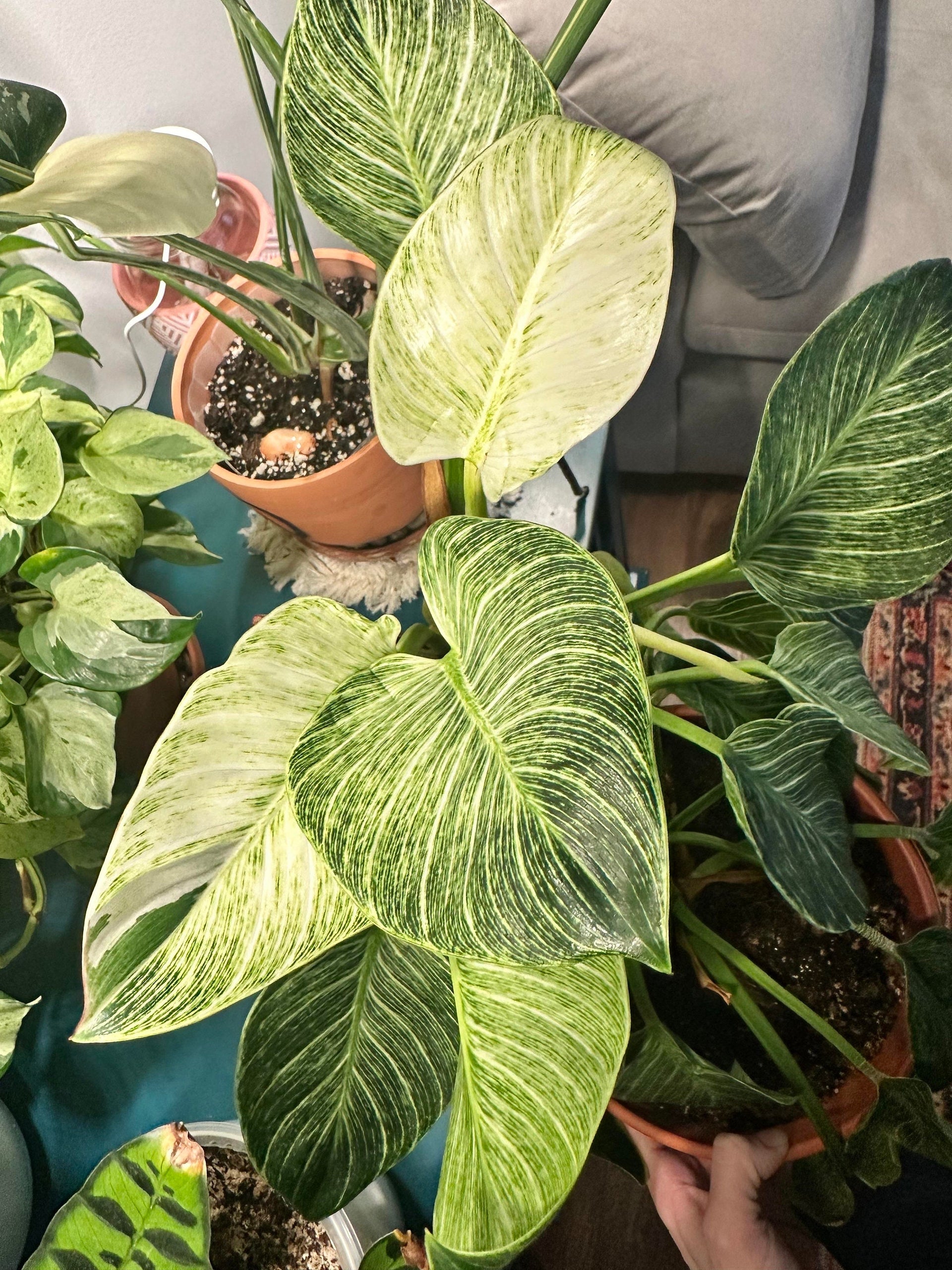 philodendron birkin gabriella plants Philodendron Birkin Galaxy starter plant **(ALL plants require you to – GoldenGreeneryCo