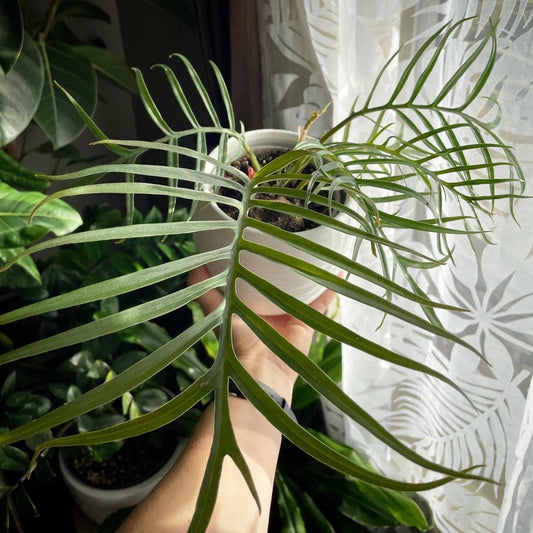 Philodendron Tortum 4” plant **(ALL plants require you to purchase ANY 2 plants!)**