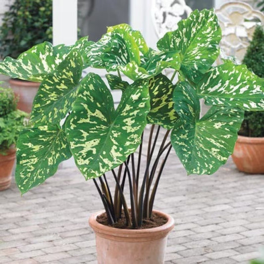 Alocasia Hilo Beauty elephant ear starter plant **(ALL plants require you to purchase ANY 2 plants!)**