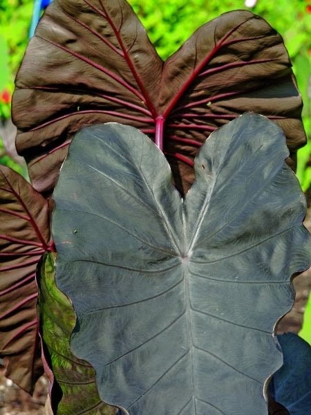 Colocasia Diamond Head starter plant **(ALL plants require you to purchase ANY 2 plants!)**