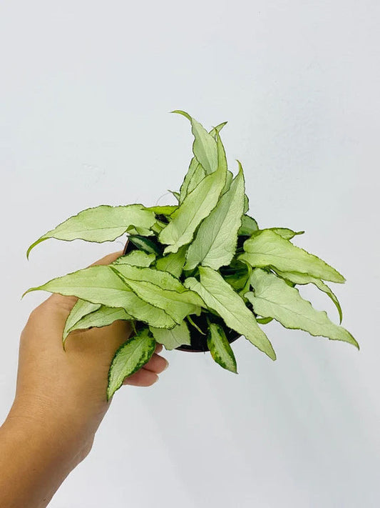 Syngonium Silver fox starter plant **(ALL plants require you to purchase ANY 2 plants!)**