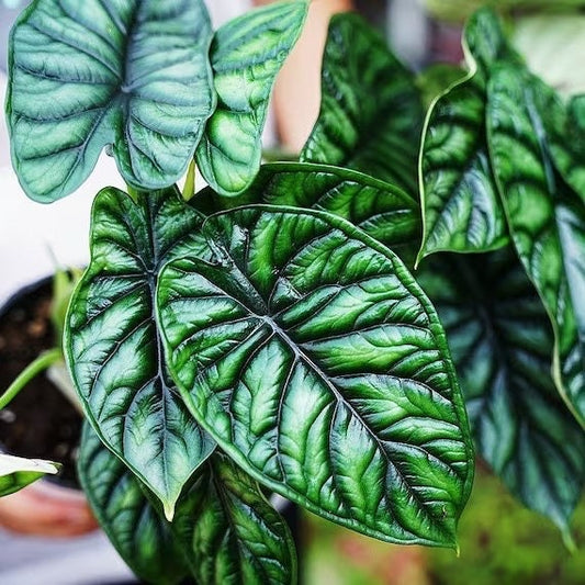 Alocasia Quilted Dream starter plant **(ALL plants require you to purchase ANY 2 plants!)**