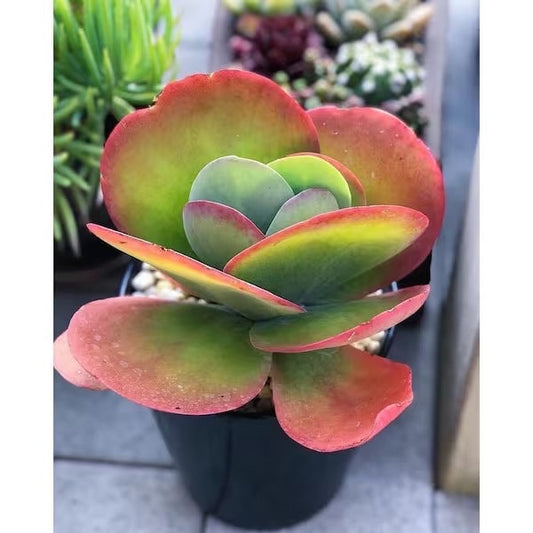 Kalanchoe thyrsiflora Flapjack starter plant **(ALL plants require you to purchase ANY 2 plants!)**