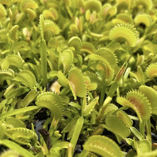 Dionaea Dente starter plant **(ALL plants require you to purchase ANY 2 plants!)**