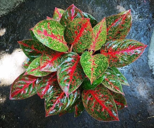 Aglaonema Gold powder 2” plant **(ALL plants require you to purchase ANY 2 plants!)**