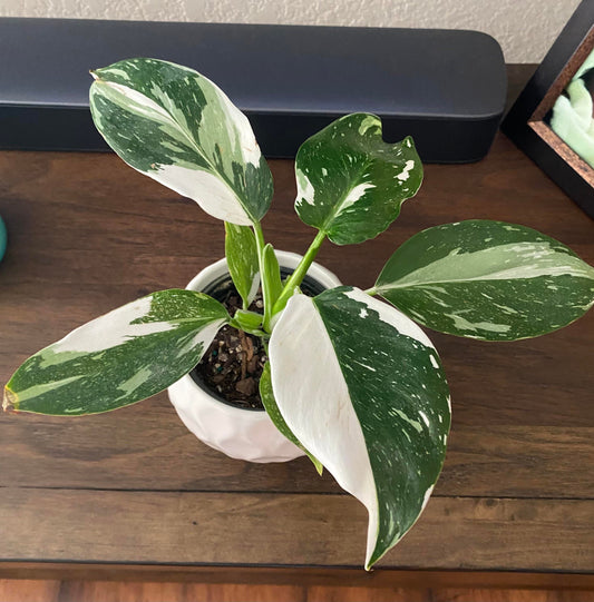 Philodendron White Wizard high variegated starter plant **(ALL plants require you to purchase ANY 2 plants!)**