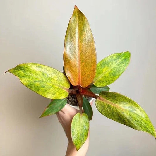 Philodendron Orange marmalade starter plant **(ALL plants require you to purchase ANY 2 plants!)**
