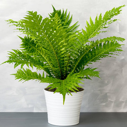 Silver lady (Blechnum) fern starter plant **(ALL plants require you to purchase ANY 2 plants!)**