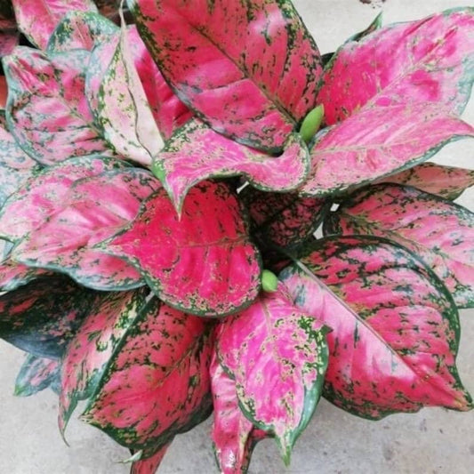 Aglaonema red valentine starter plant **(ALL plants require you to purchase ANY 2 plants!)**