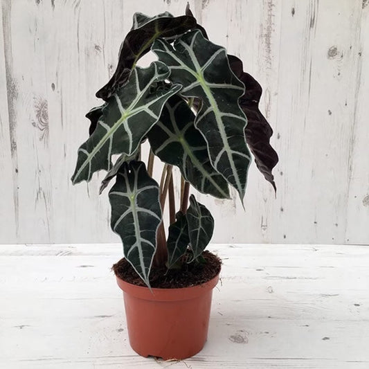 Alocasia Dwarf Amazonica starter plant **(ALL plants require you to purchase ANY 2 plants!)**