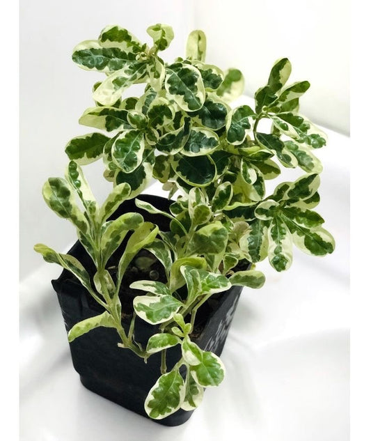 Alternanthera Snow Queen starter plant **(ALL plants require you to purchase ANY 2 plants!)**