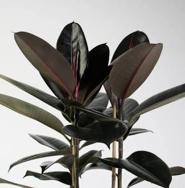 black prince rubber tree care Ficus Black Prince rubber tree starter plant **(ALL plants require you to purchase ANY 2 plants!)**