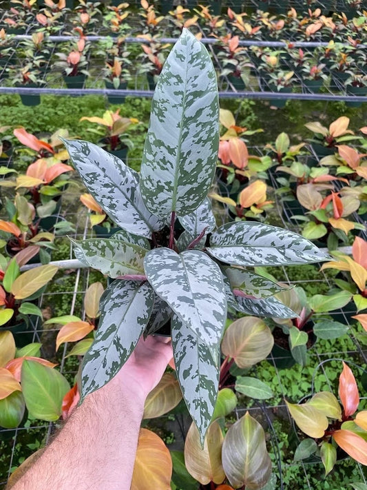 Apoballis acuminatissimum aka “lavallei” starter plant (ALL PLANTS require you to purchase 2 plants!)