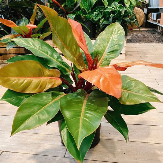 Philodendron Prince of Orange TC starter plant **(ALL plants require you to purchase ANY 2 plants!)**