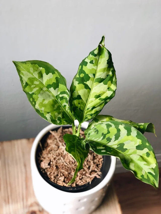 Aglaonema Pictum tricolor 2” plant **(ALL plants require you to purchase ANY 2 plants!)**
