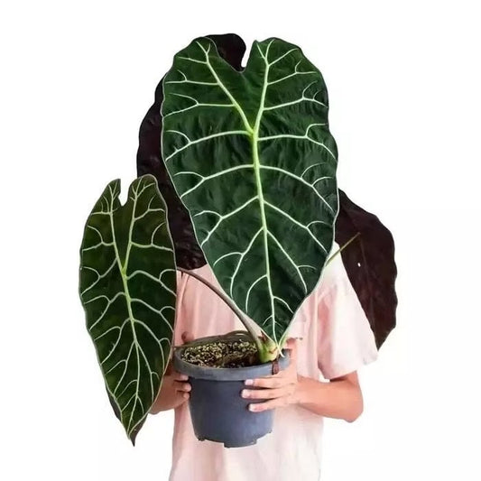 Alocasia Watsoniana Jewel starter plant **(ALL plants require you to purchase ANY 2 plants!)**