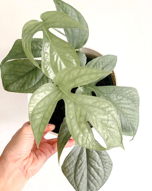 Amydrium medium silver Spiderman *climbing* starter plant **(ALL plants require you to purchase ANY 2 plants!)**