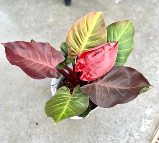 Philodendron Cherry red starter plant **(ALL plants require you to purchase ANY 2 plants!)**