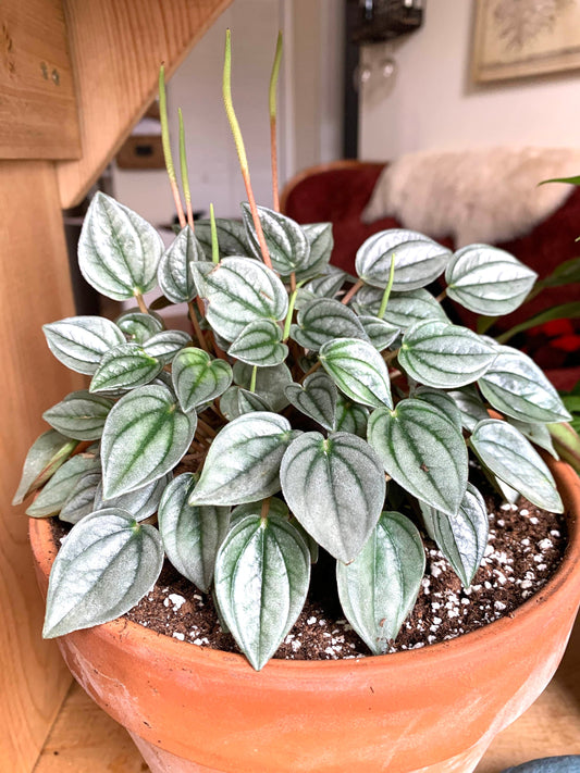 Peperomia Little Toscani starter plant **(ALL plants require you to purchase ANY 2 plants!)**