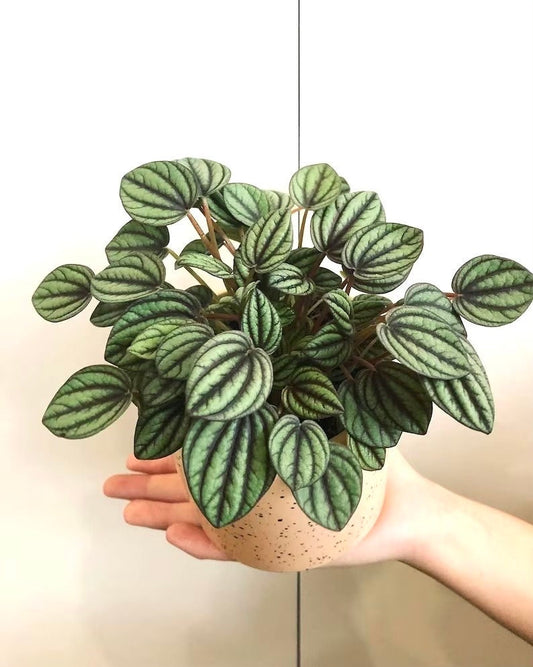 Peperomia piccolo banda starter plant **(ALL plants require you to purchase ANY 2 plants!)**