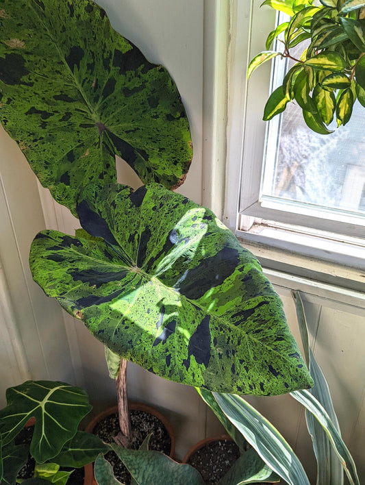Colocasia Mojito escuelenta elephant ear starter plant **(ALL plants require you to purchase ANY 2 plants!)**