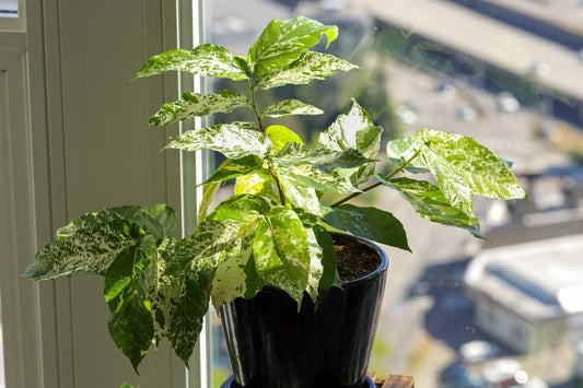 Ficus Aspera clown fig starter plant **(ALL plants require you to purchase ANY 2 plants!)**