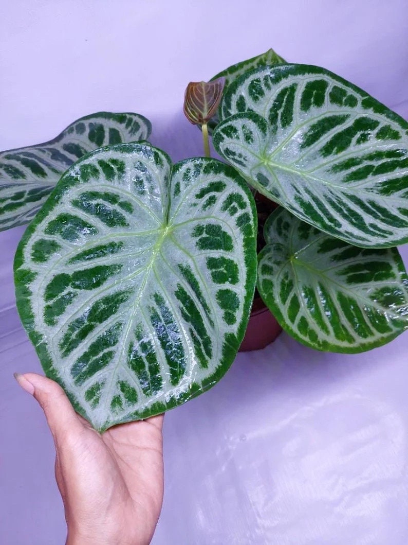 Anthurium Doroyaki silver 2” plant **(ALL plants require you to purchase ANY 2 plants!)**