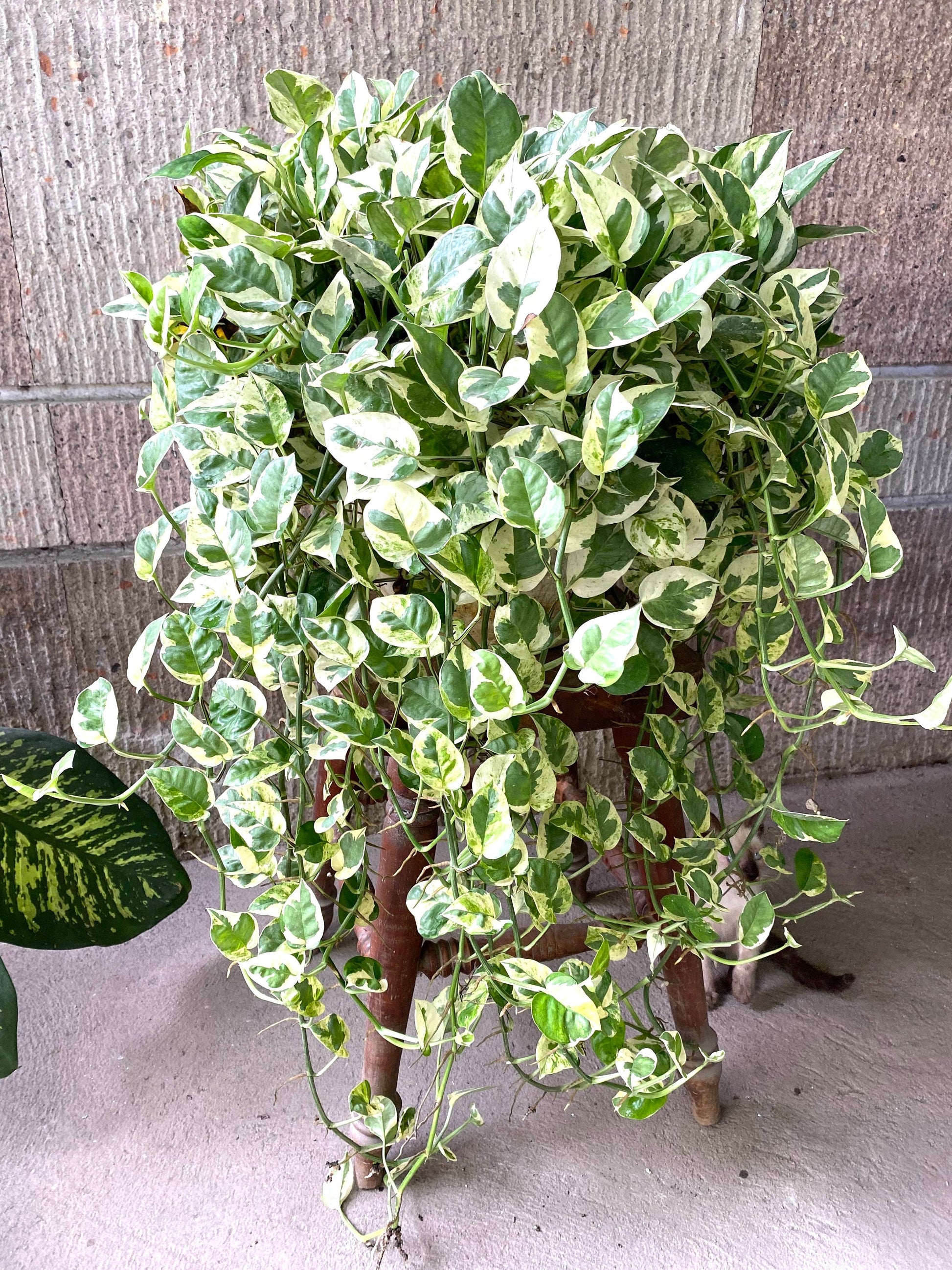 njoy pothos for sale Pothos NJoy 2” plant **(ALL plants require you to purchase ANY 2 plants!)**