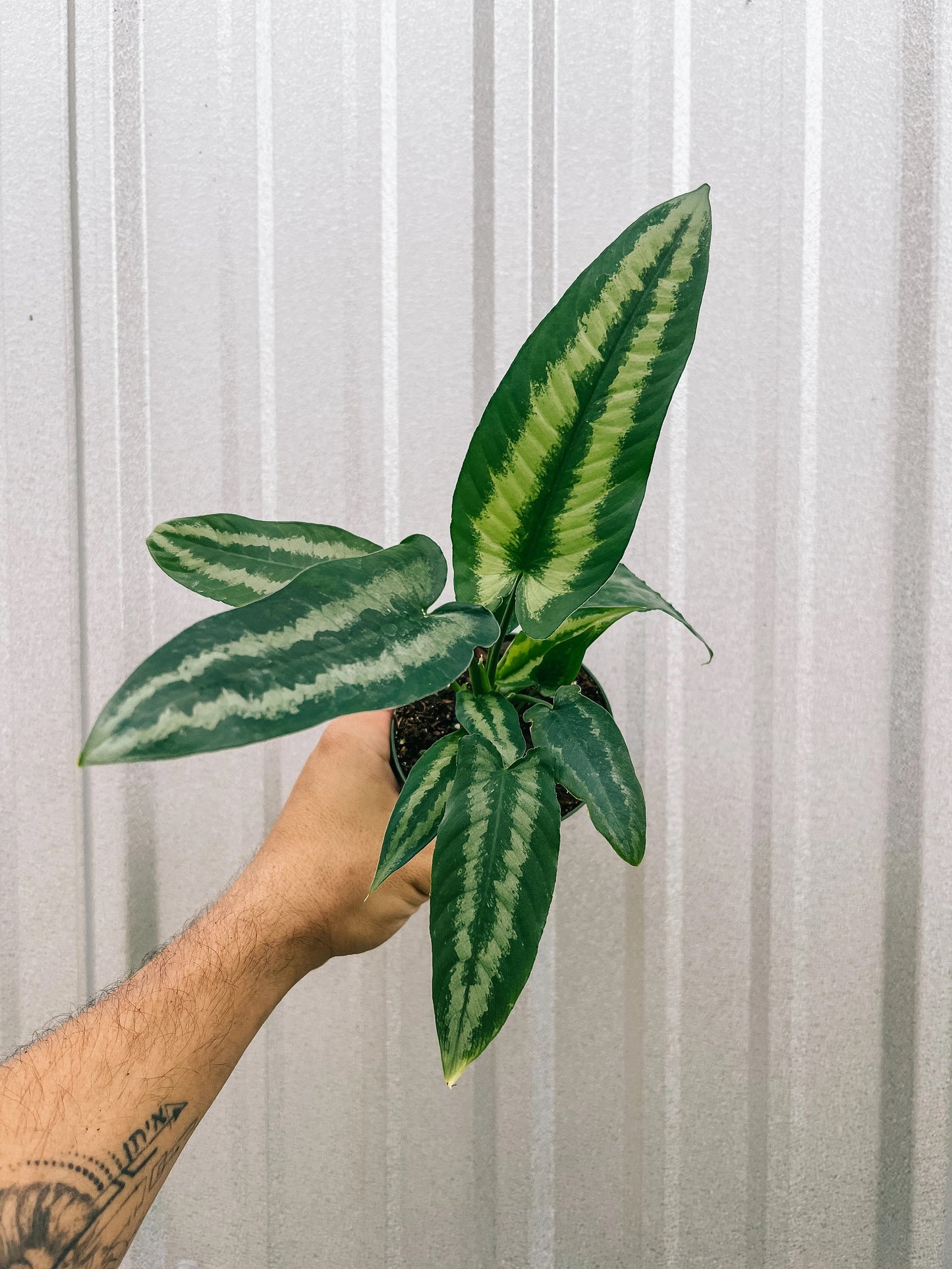 schismatoglottis wallichii green shield 4” plant **(ALL plants require you to purchase ANY 2 plants!)**