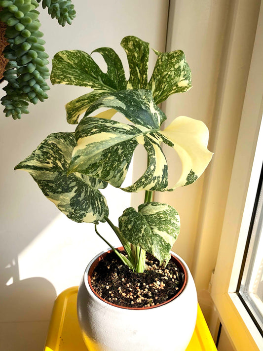Monstera Thai Constellation 4” plant **(ALL plants require you to purchase ANY 2 plants!)**