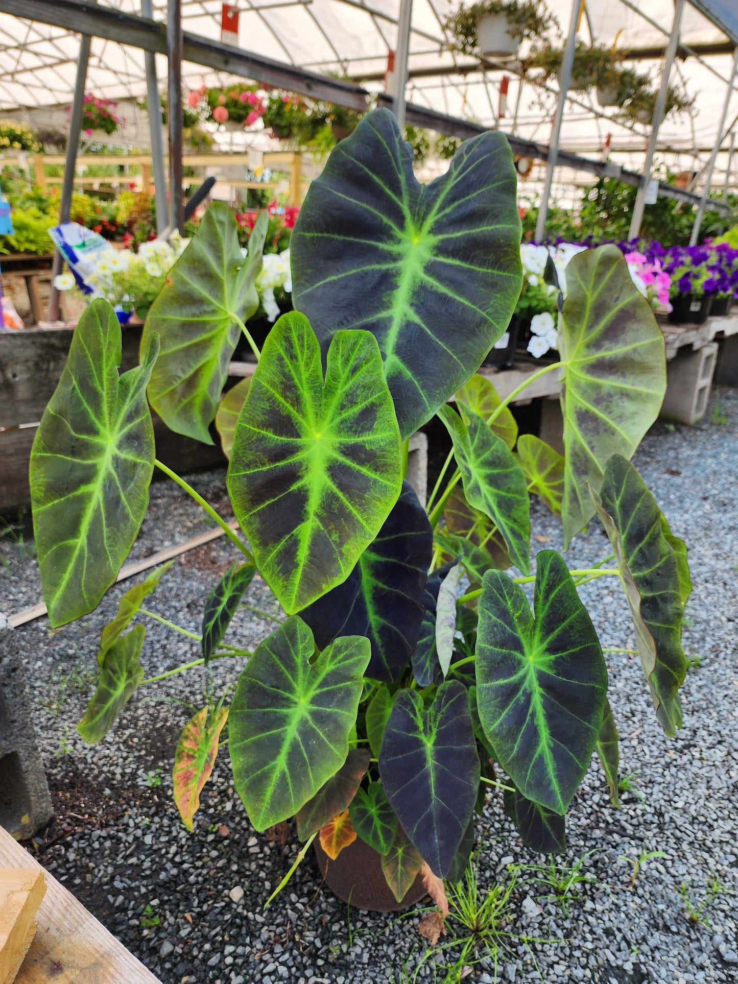 Colocasia Illustris starter plant **(ALL plants require you to purchase ANY 2 plants!)**