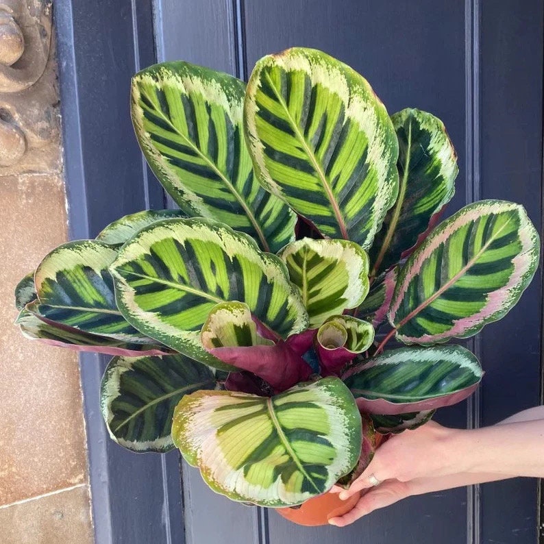 Calathea Angela *hybrid* starter plant **(ALL plants require you to purchase ANY 2 plants!)**